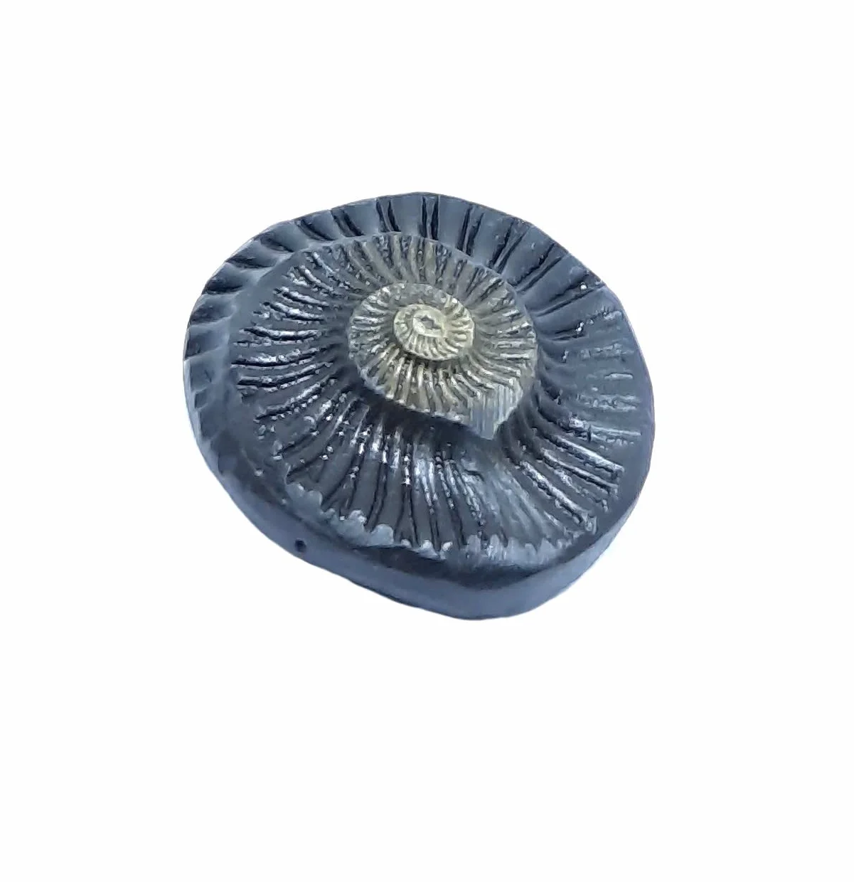 Sudarshan Shaligram | Nepal Gandaki rzeka Saligram (2,5 cm) oryginalny sudarshan czakra shaligram