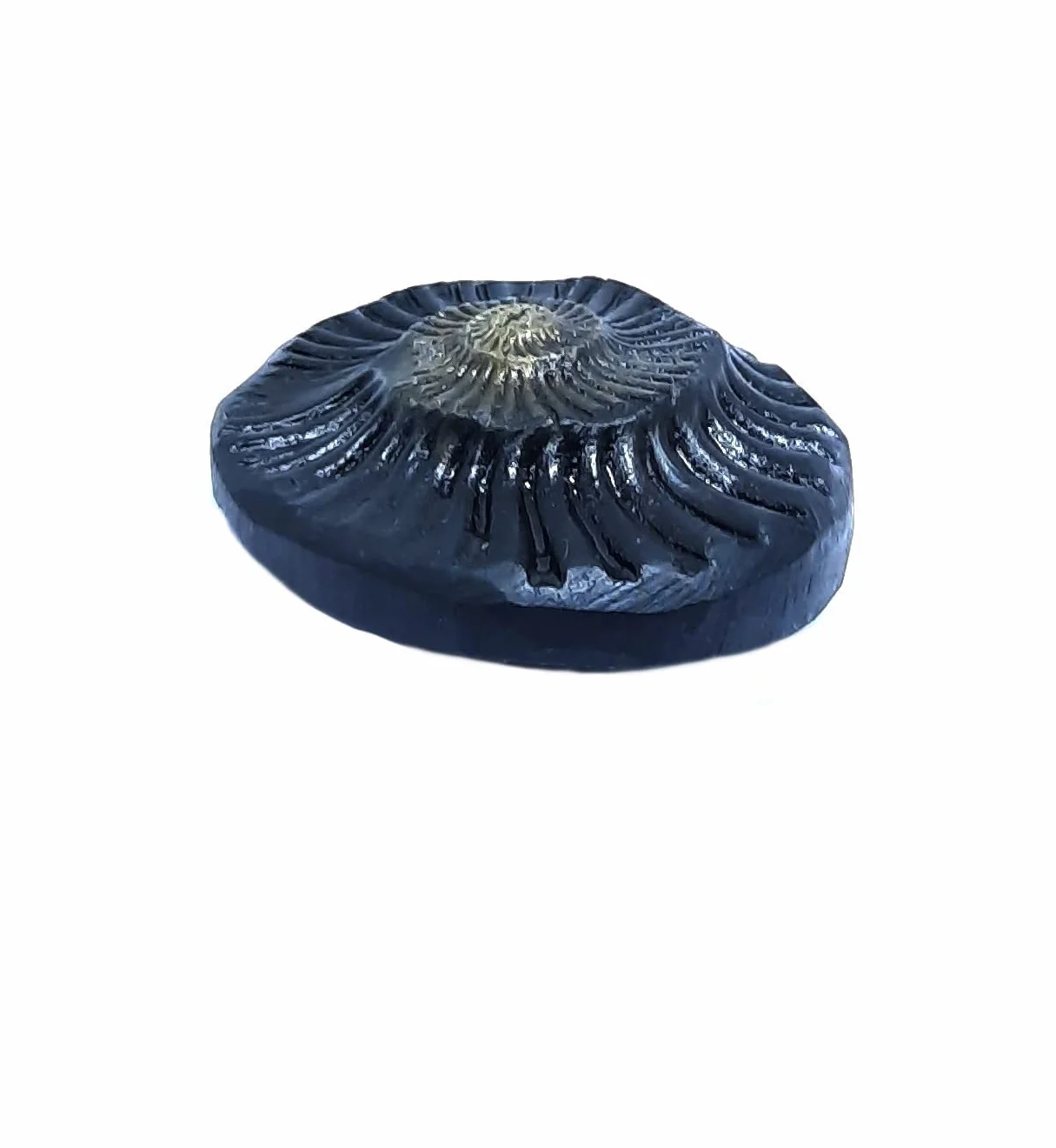 Sudarshan Shaligram | Nepal Gandaki rzeka Saligram (2,5 cm) oryginalny sudarshan czakra shaligram