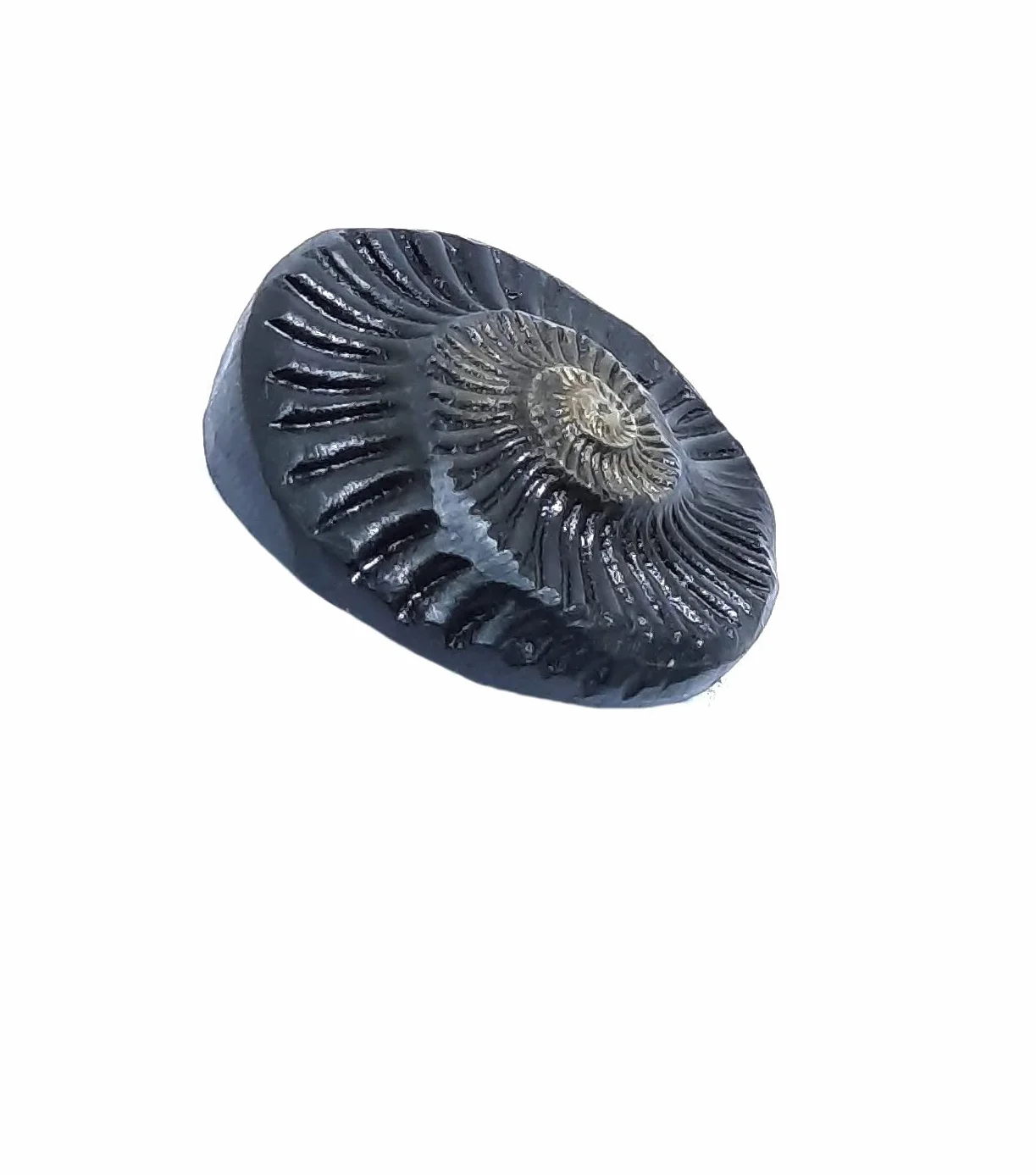 Sudarshan Shaligram | Nepal Gandaki rzeka Saligram (2,5 cm) oryginalny sudarshan czakra shaligram